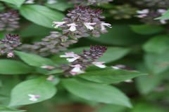 Ocimum basilicum var. basilicum